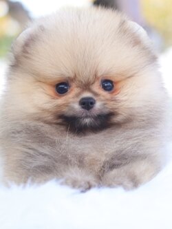 ปอมเมอเรเนียน เพศผู้ สีส้ม เกรดโชว์