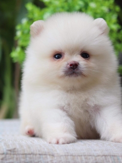 ปอมเมอเรเนียน เพศผู้