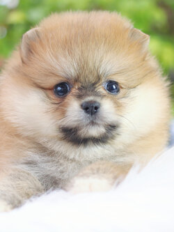 ปอมเมอเรเนียน เพศเมียสีส้ม