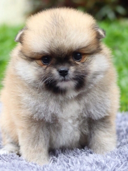 ปอมเมอเรเนียน เพศผู้