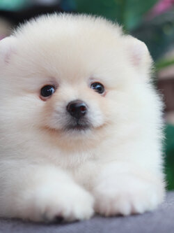 ปอมเมอเรเนียน เพศผู้ ไซส์ปกติหน้าฟ็อก