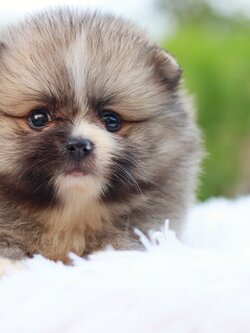 ปอมเมอเรเนียน เพศเมียสีส้ม