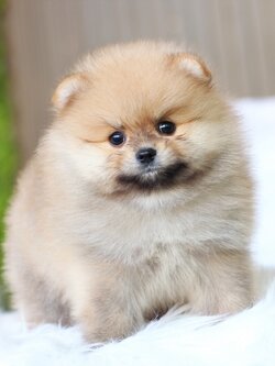 ปอมเมอเรเนียน เพศผู้สีส้ม