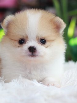 ปอมเมอเรเนียน เพศเมีย สีแฟนซี