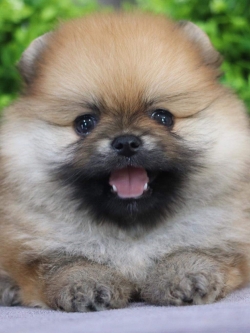 ปอมเมอเรเนียน เพศผู้