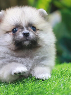 ปอมเมอเรเนียน เพศเมียสีฟางข้าว