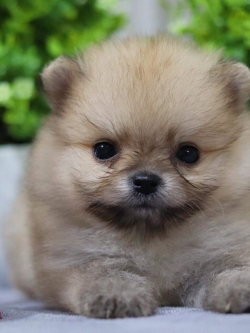 ปอมเมอเรเนียน เพศผู้