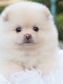 ปอมเมอเรเนียน เพศเมียสีขาวครีม