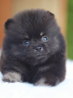 ปอมเมอเรเนียน เพศเมีย สีแบล็คแทน