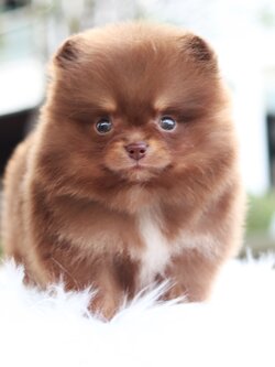 ปอมเมอเรเนียน เพศผู้ สีช็อคแทน