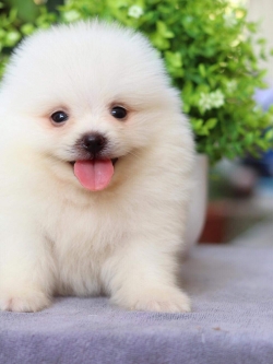 ปอมเมอเรเนียน เพศผู้