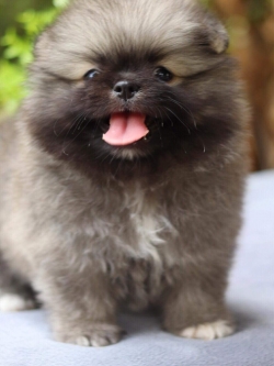 ปอมเมอเรเนียน เพศเมีย