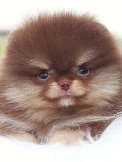 ปอมเมอเรเนียน เพศผู้ สีช็อคโกแลต&แทน เกรดโชว์