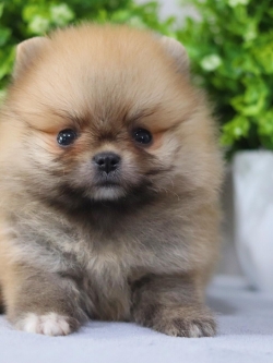 ปอมเมอเรเนียน เพศผู้