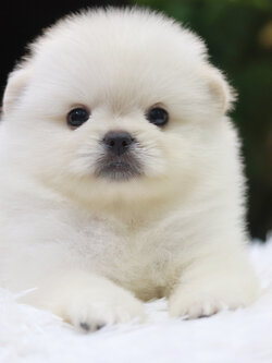 ปอมเมอเรเนียน เพศเมียขาวครีม