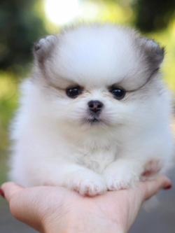 ปอมเมอเรเนียน เพศผู้ทีคัพ