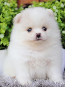 ปอมเมอเรเนียน เพศเมีย