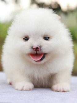 ปอมเมอเรเนียน เพศเมีย