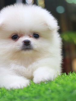 ปอมเมอเรเนียน เพศเมียสีขาว