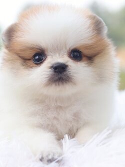 ปอมเมอเรเนียน เพศผู้ แฟนซี