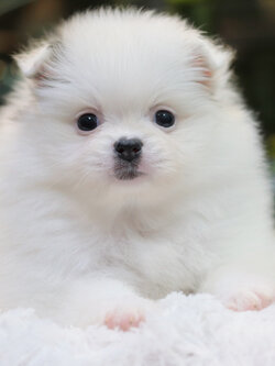 ปอมเมอเรเนียน เพศผู้แฟนซีขนแน่นๆ