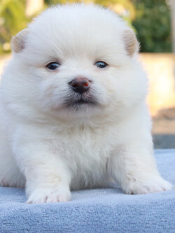 ปอมเมอเรเนียน เพศผู้ หน้าฟ็อก