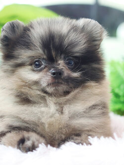 ปอมเมอเรเนียน เพศผู้สีเมอร์เร่