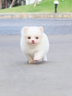 ปอมเมอเรเนียน เพศเมียสีขาวครีม