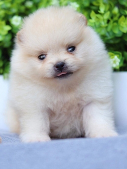 ปอมเมอเรเนียน เพศเมีย