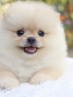 ปอมเมอเรเนียน เพศเมีย สีขาวครีม