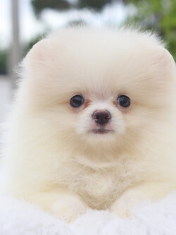 ปอมเมอเรเนียน เพศเมียสีขาวครีม