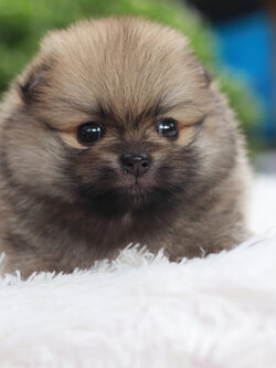 ปอมเมอเรเนียน เพศผู้ สีส้มหน้าตุ๊กตา