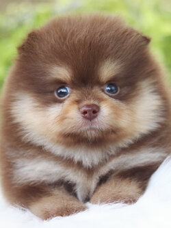 ปอมเมอเรเนียน เพศผู้สีช็อคแทน เกรดโชว์