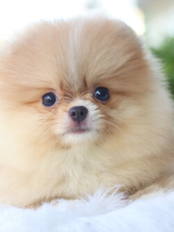 ปอมเมอเรเนียน เพศเมียสีส้ม