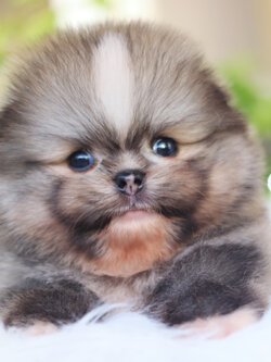 ปอมเมอเรเนียน เพศผู้สีส้มเซเบิ้ล