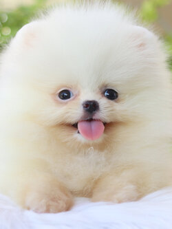 ปอมเมอเรเนียน เพศเมียสีขาวครีมเกรดโชว์