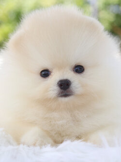 ปอมเมอเรเนียน เพศผู้สีขาวครีมเกรดโชว์