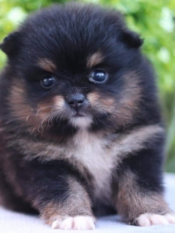 ปอมเมอเรเนียน เพศเมีย