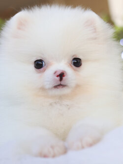 ปอมเมอเรเนียน เพศเมียสีขาว