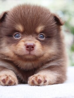 ปอมเมอเรเนียน เพศผู้ สีช็อคแทน