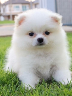 ปอมเมอเรเนียน เพศเมีย