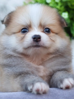 ปอมเมอเรเนียน เพศผู้