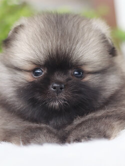 ปอมเมอเรเนียน เพศเมียสีส้ม