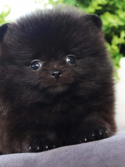 ปอมเมอเรเนียน เพศผู้