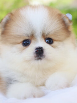 ปอมเมอเรเนียน เพศเมียสีแฟนซี