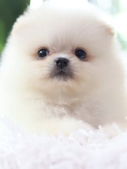 ปอมเมอเรเนียน เพศผู้ สีขาวครีม