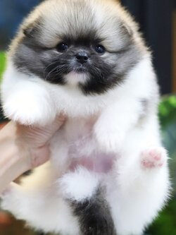 ปอมเมอเรเนียน เพศเมียสีแฟนซี