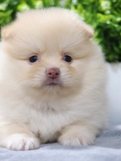 ปอมเมอเรเนียน เพศผู้