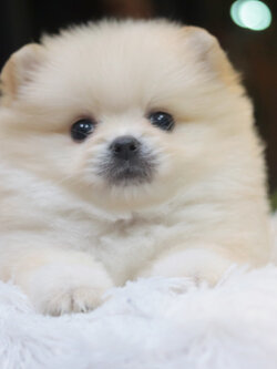 ปอมเมอเรเนียน เพศผู้ ครีม