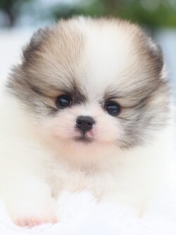 ปอมเมอเรเนียน เพศผู้สีแฟนซีเกรดโชว์